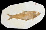 Fossil Fish (Knightia) - Wyoming #136792-1